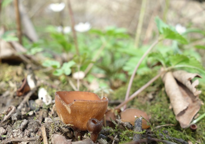 Twardnica bulwiasta Grzybofil